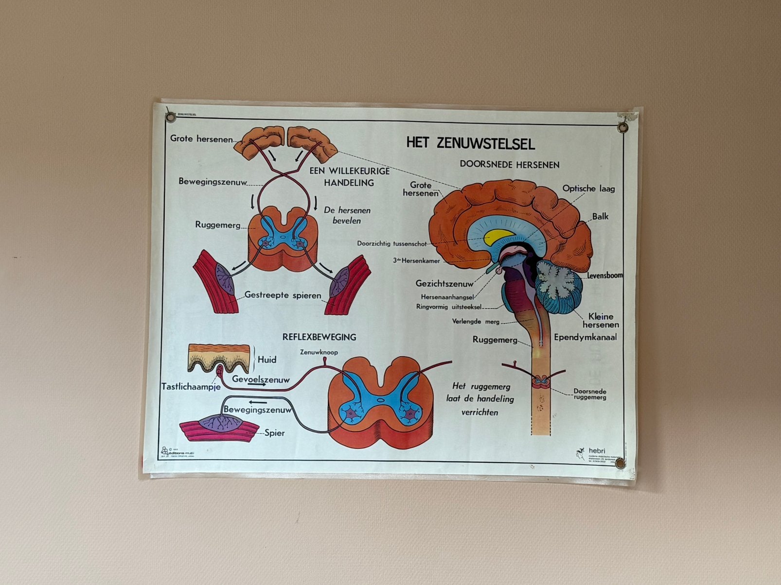 Vintage Biologie Schoolplaat Hebri/MDI Zenuwstelsel & Smaak, Antiek en Kunst, Ophalen, Natuur en Biologie