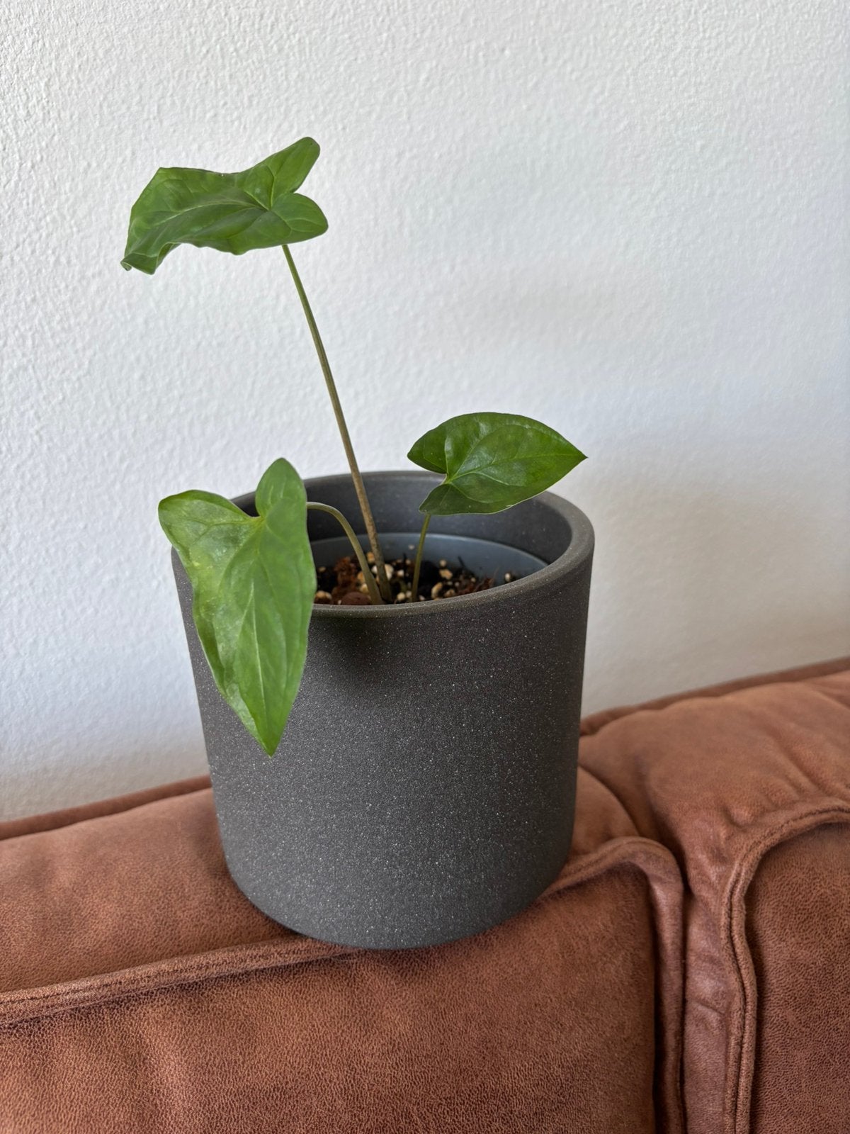 Syngonium plantje, Huis en Inrichting, Kamerplanten, Ophalen, Overige soorten, Halfschaduw, Minder dan 100 cm