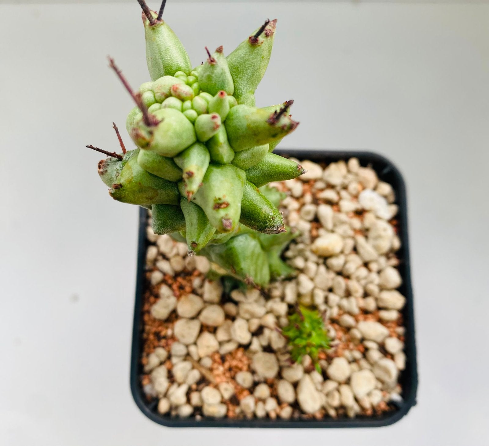 Euphorbia Horrida monstrose, Ophalen of Verzenden, Cactus, Halfschaduw