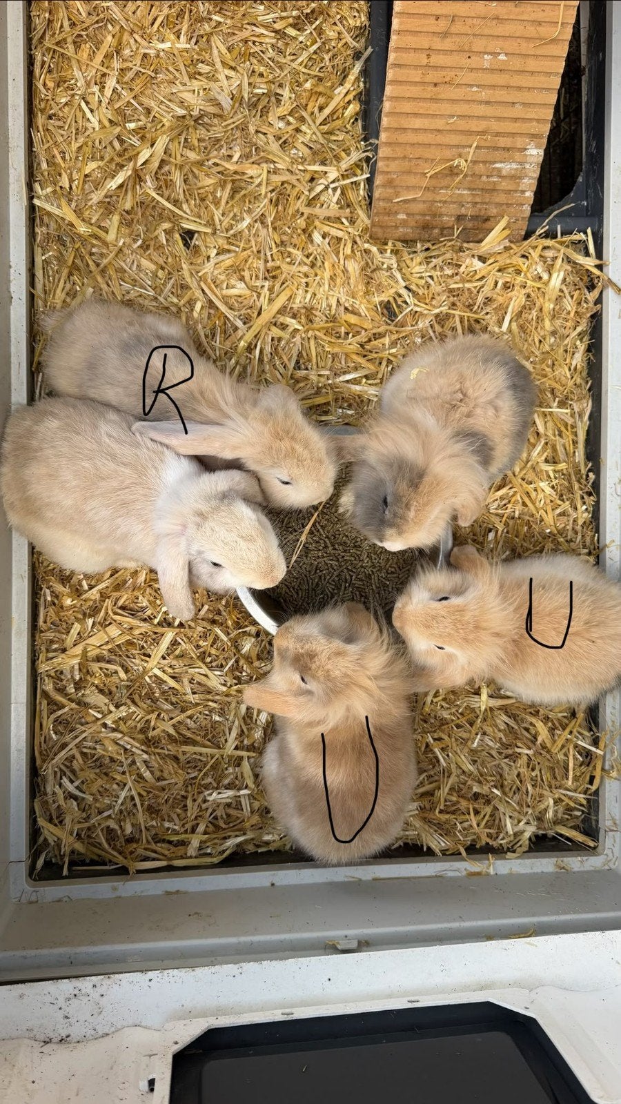 Ram beschikbaar, Mannelijk, Middelgroot