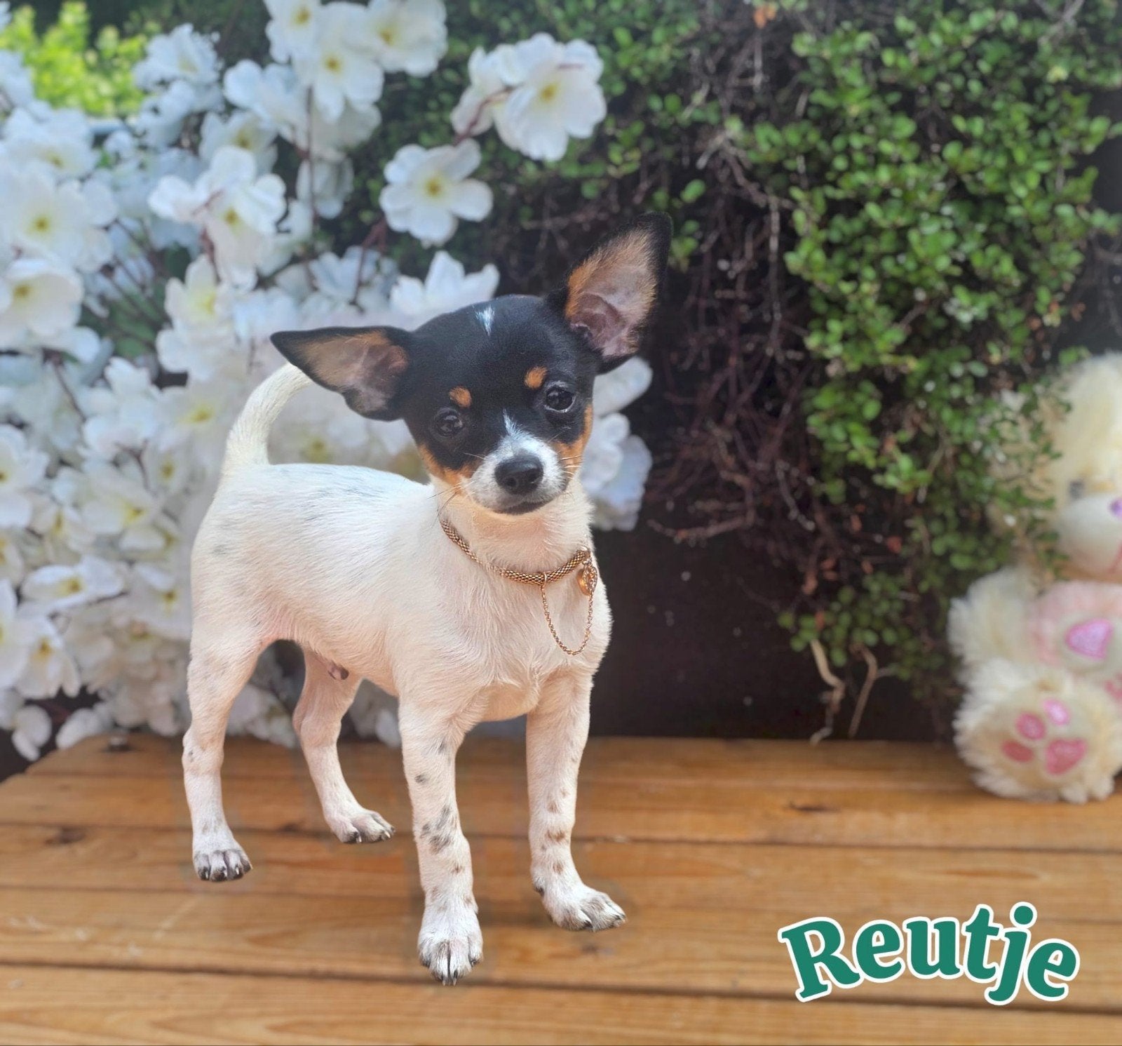 lieve chihuahua pups zoeken gouden mandje, 8 tot 15 weken, Meerdere, Meerdere dieren, Chihuahua