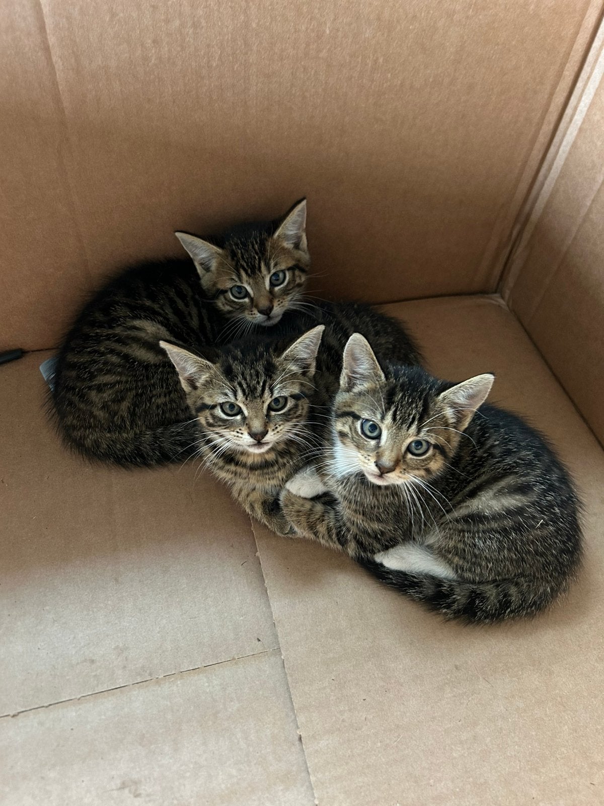 Boerderij kittens, Dieren en Toebehoren, Katten en Kittens | Raskatten | Korthaar, Meerdere dieren