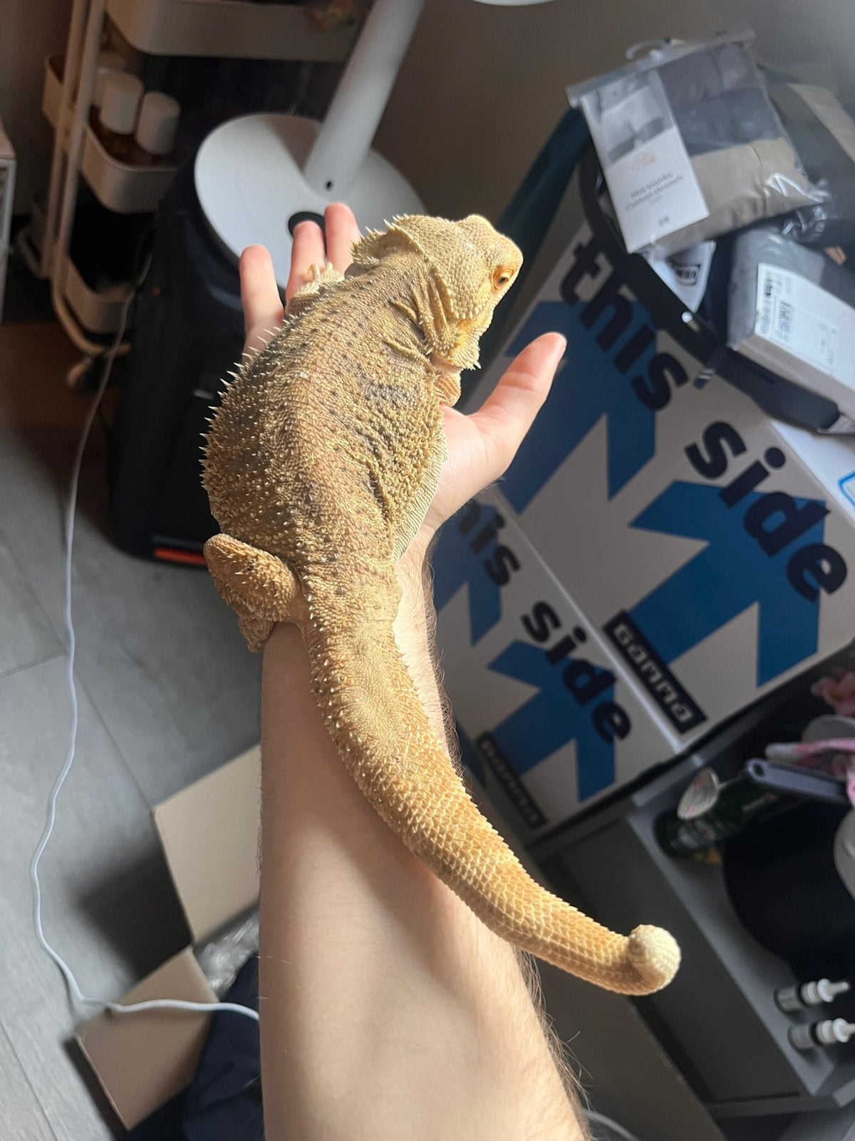 Baardagaam te koop Bearded Dragon photo 5