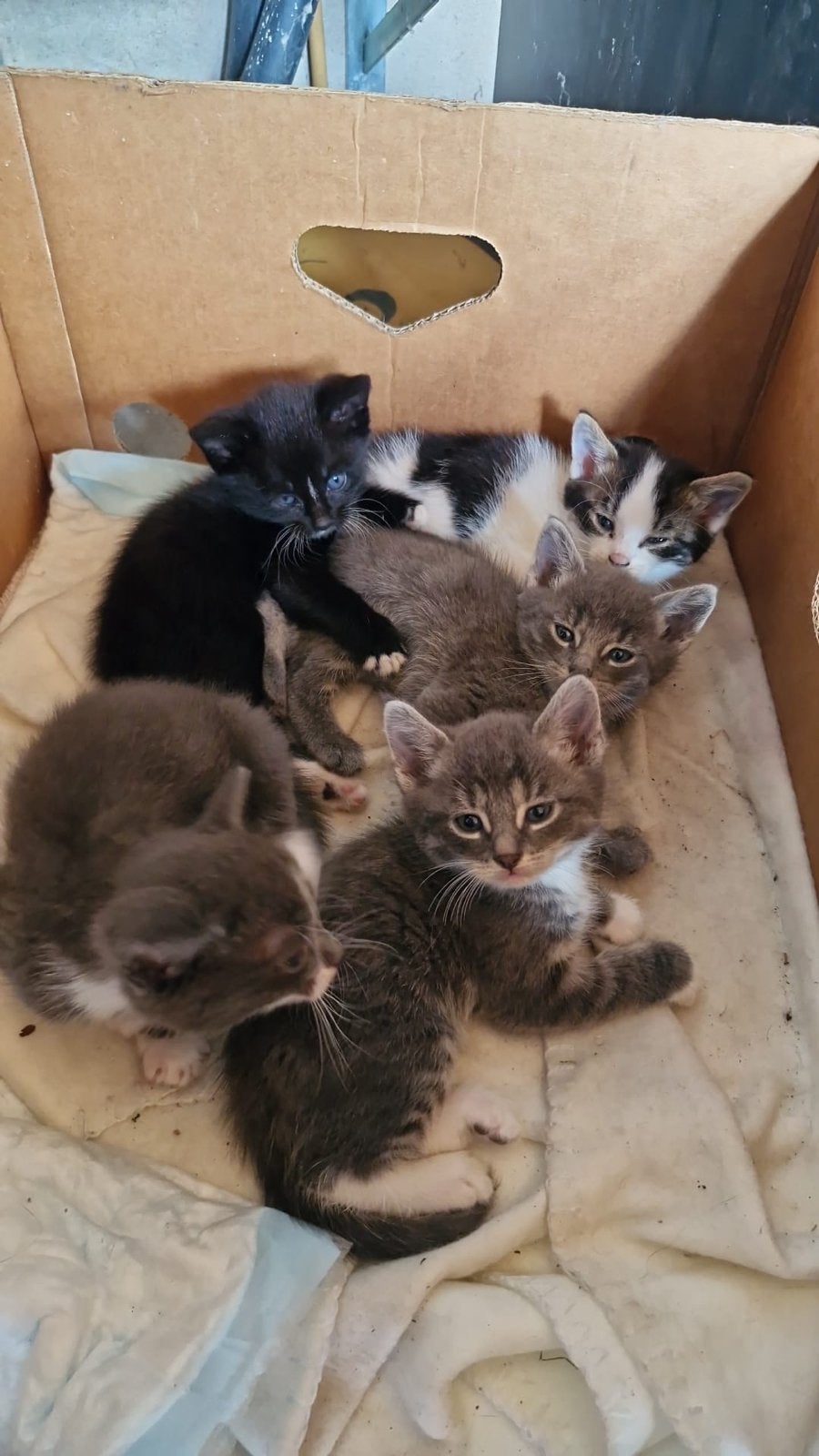 Lieve kittens, nog twee beschikbaar, Dieren en Toebehoren, Meerdere dieren, Kortharig