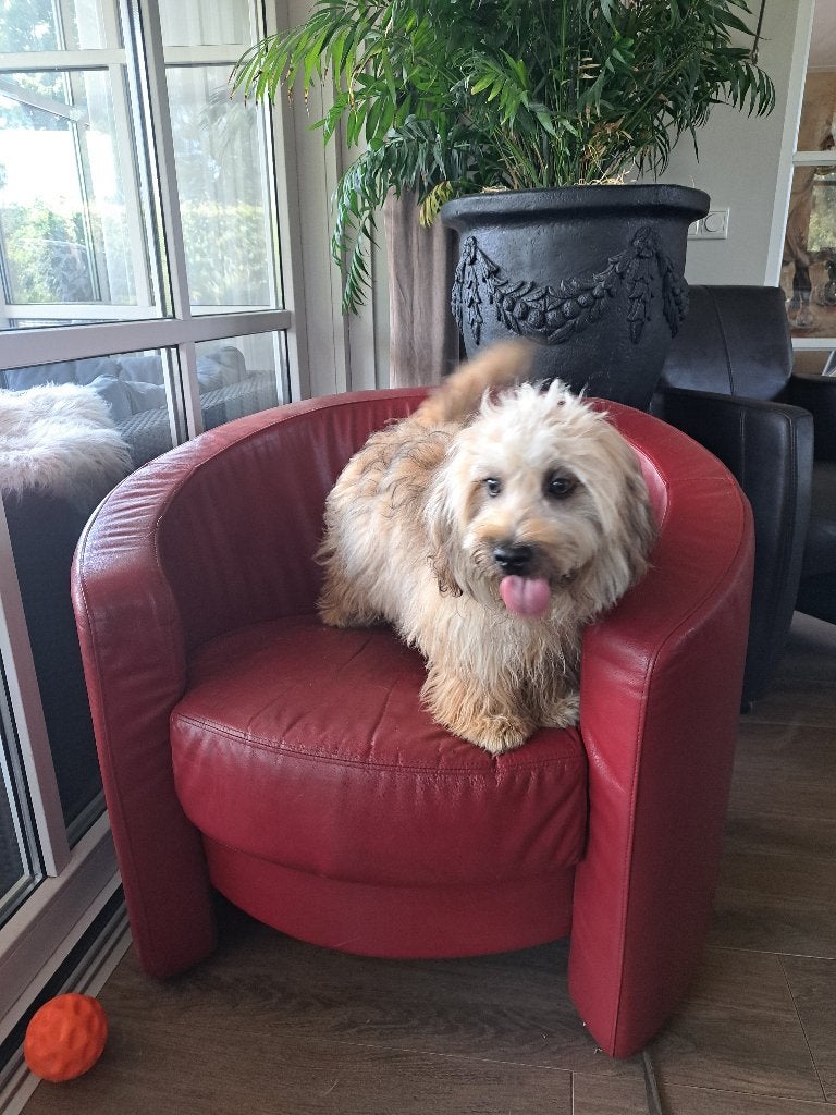super lieve boomer pup, Parvo, Maltezer, Nederland, 15 weken tot 1 jaar