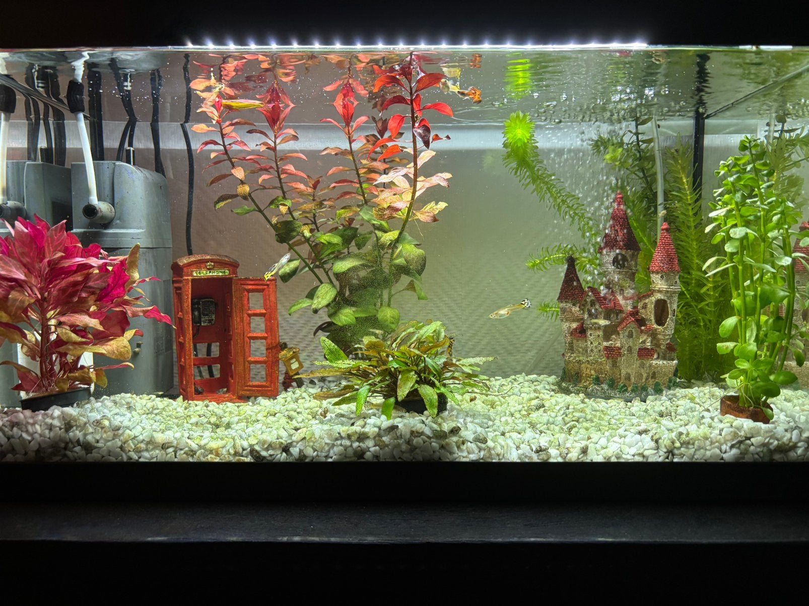 Guppy’s, Dieren en Toebehoren