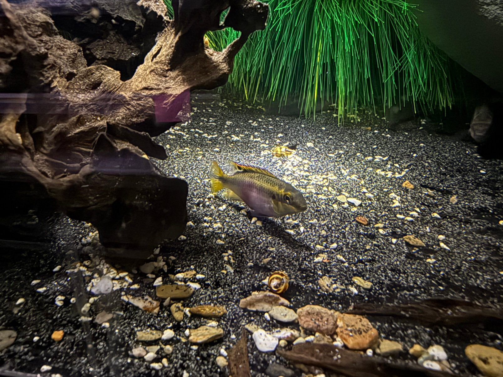 Kersenbuik cichlides, Vis