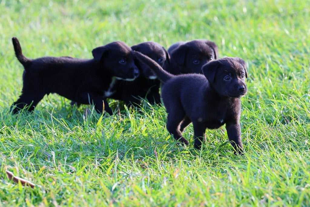 labrador pups / border collie pups / kruising, 8 tot 15 weken, Collie, Meerdere, Meerdere dieren