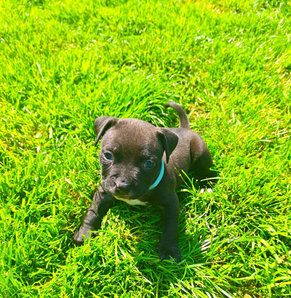 Pocket bully/ standaard bully pups, Dieren en Toebehoren, 8 tot 15 weken, Bulldog, Meerdere, Meerdere dieren