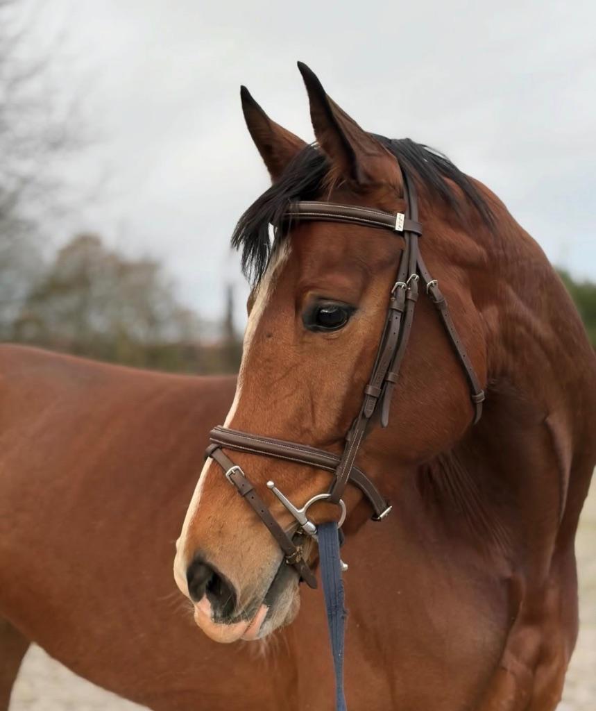 brave 5 jarige merrie Edinburgh x N-aldato, Dieren en Toebehoren, Paarden, Merrie, Springpaard, Met stamboom, Niet van toepassing