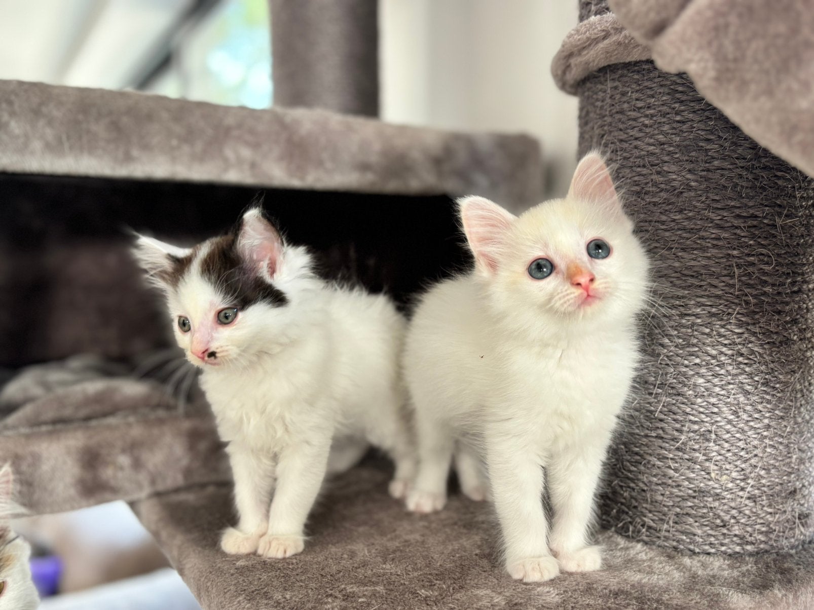 Ragdoll kittens (nog 2 beschikbaar ), Meerdere dieren
