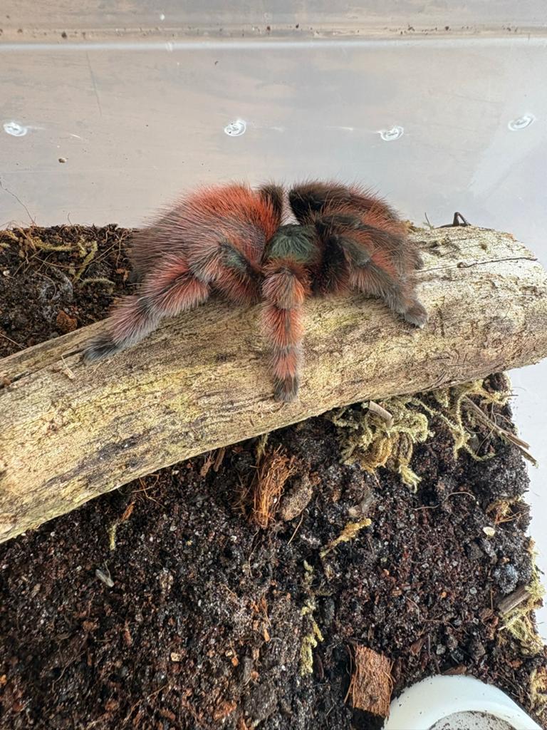Caribena versicolor man, Overige soorten