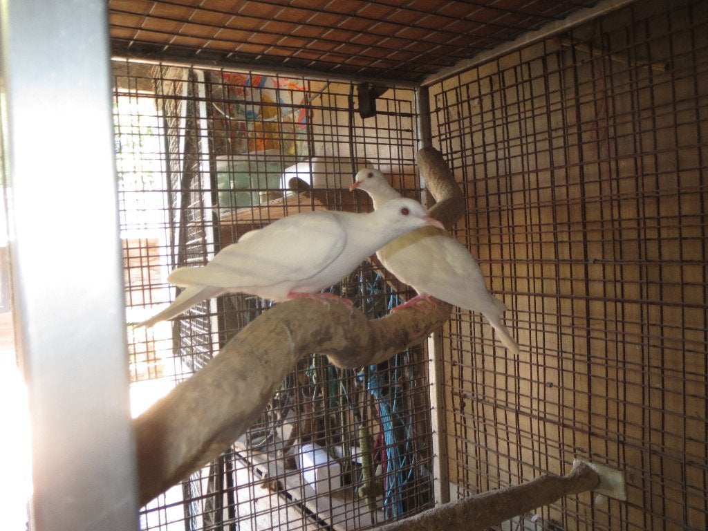 te koop witte tortelduifjes, Dieren en Toebehoren, Vogels | Duiven, Meerdere dieren, Tortelduif