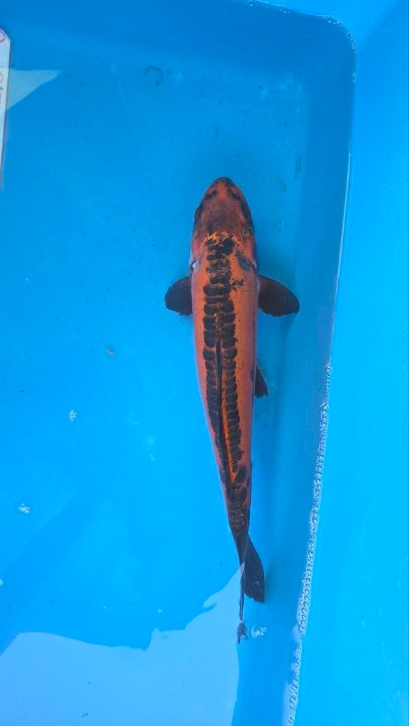Doitsu aka matsuba koi, Dieren en Toebehoren, Vissen | Vijvervissen, Karper of Koi
