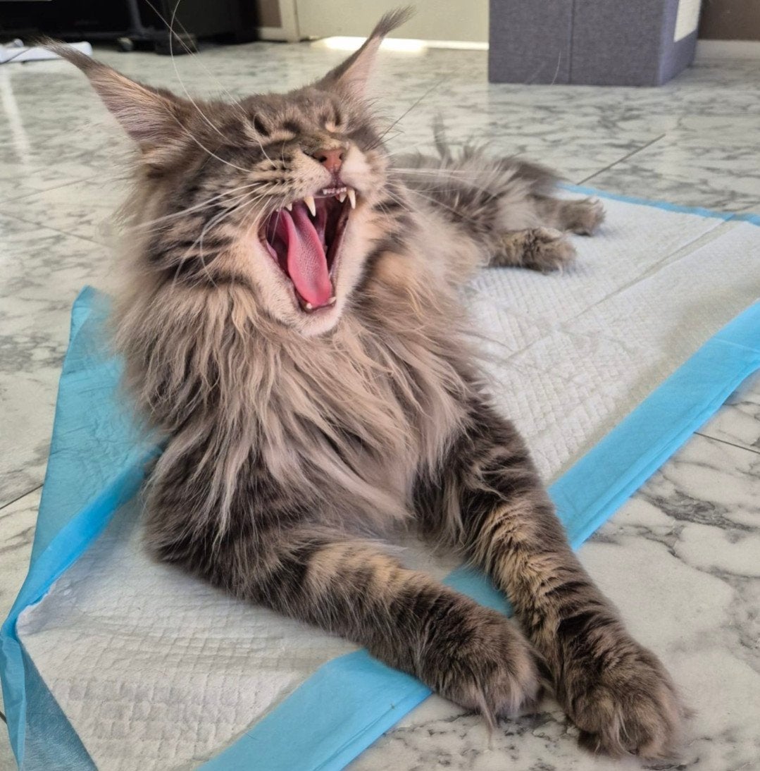 maine coon kittens, Meerdere dieren