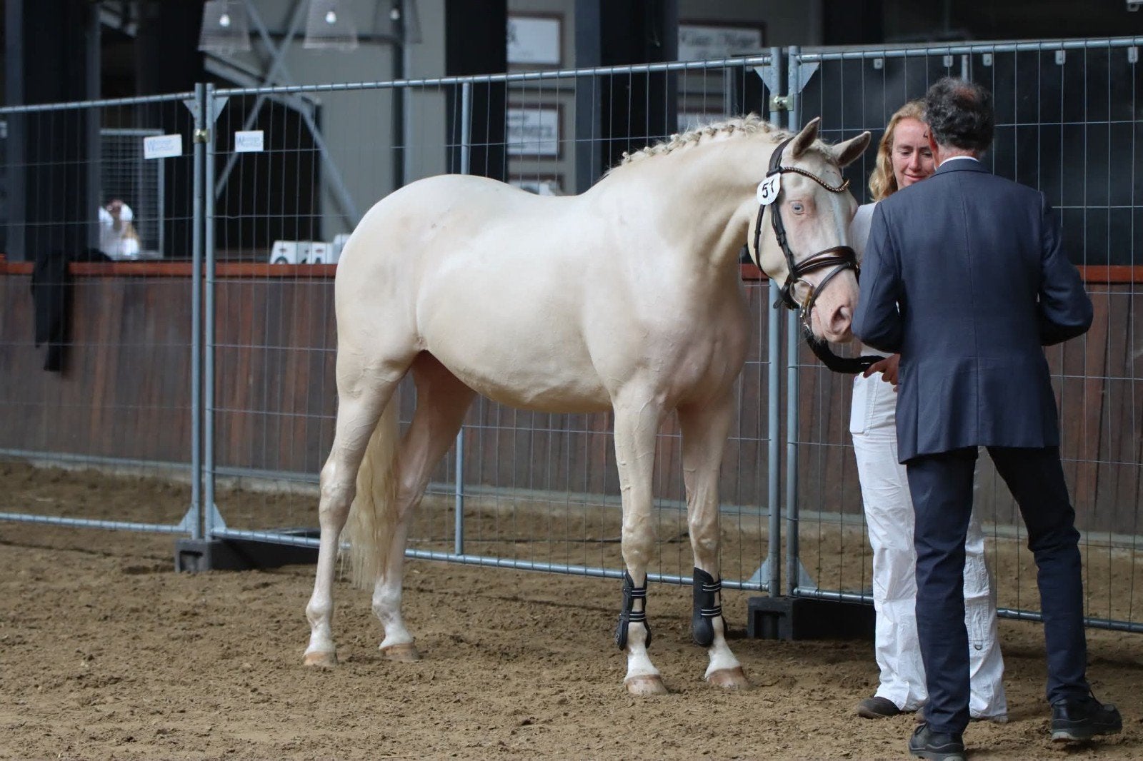 Foto 12 van NRPS Stermerrie cremello en Pools volbloed arabier merrie