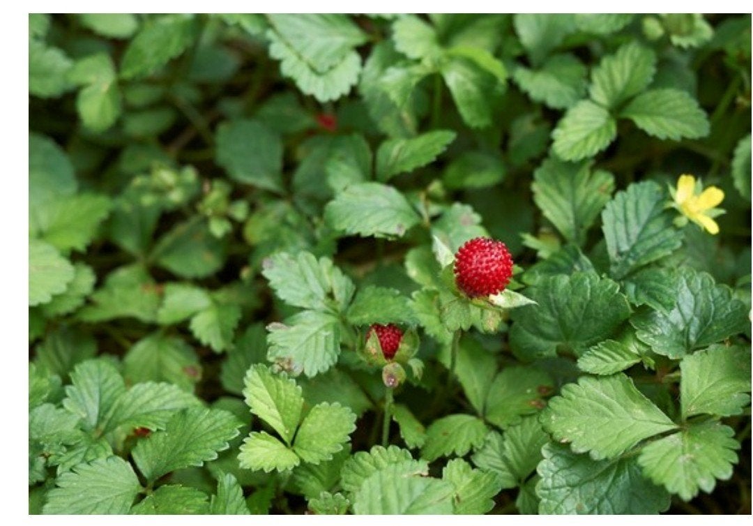 Biologische Schijnaardbei potentilla indica, Ophalen of Verzenden, Overige soorten, Volle zon