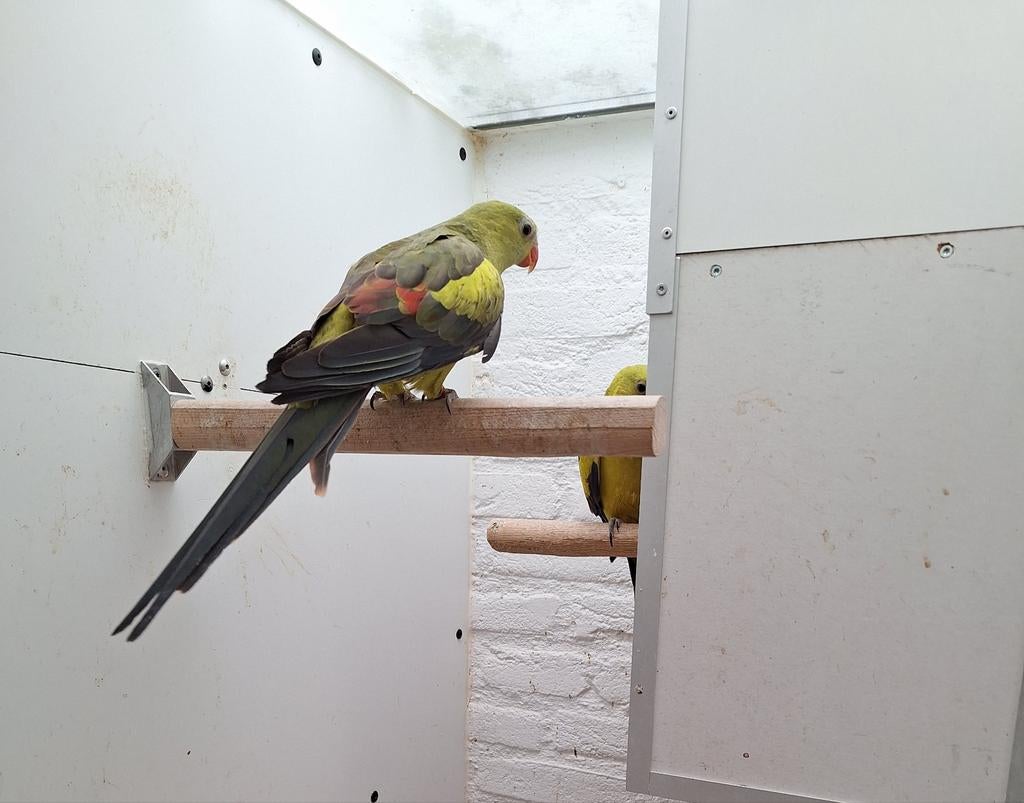 Bergparkieten koppel., Dieren en Toebehoren, Meerdere dieren, Parkiet