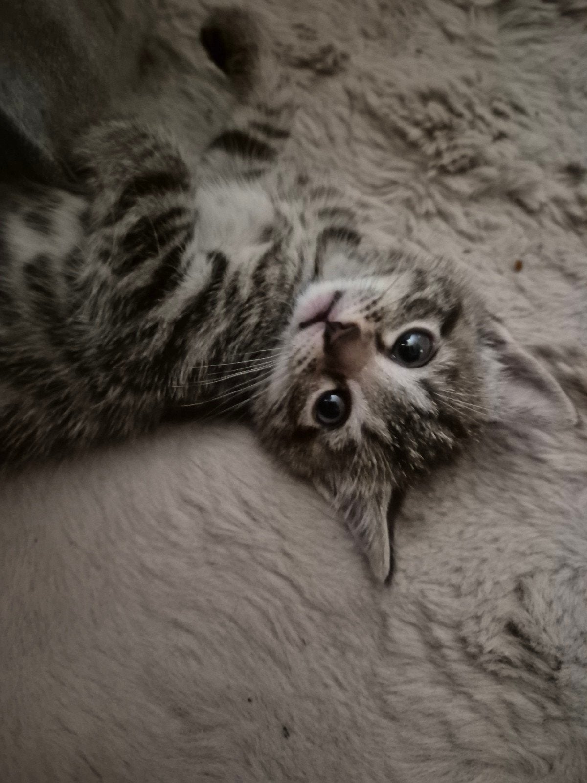 Prachtig lieve kruising kittens zoeken forever home, Dieren en Toebehoren, Meerdere dieren, Kortharig, 0 tot 2 jaar