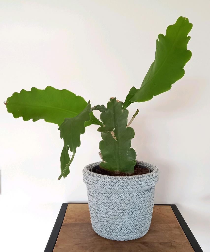 Grote Epiphyllum / zaagcactus, Huis en Inrichting, Ophalen, Halfschaduw, Cactus, Minder dan 100 cm