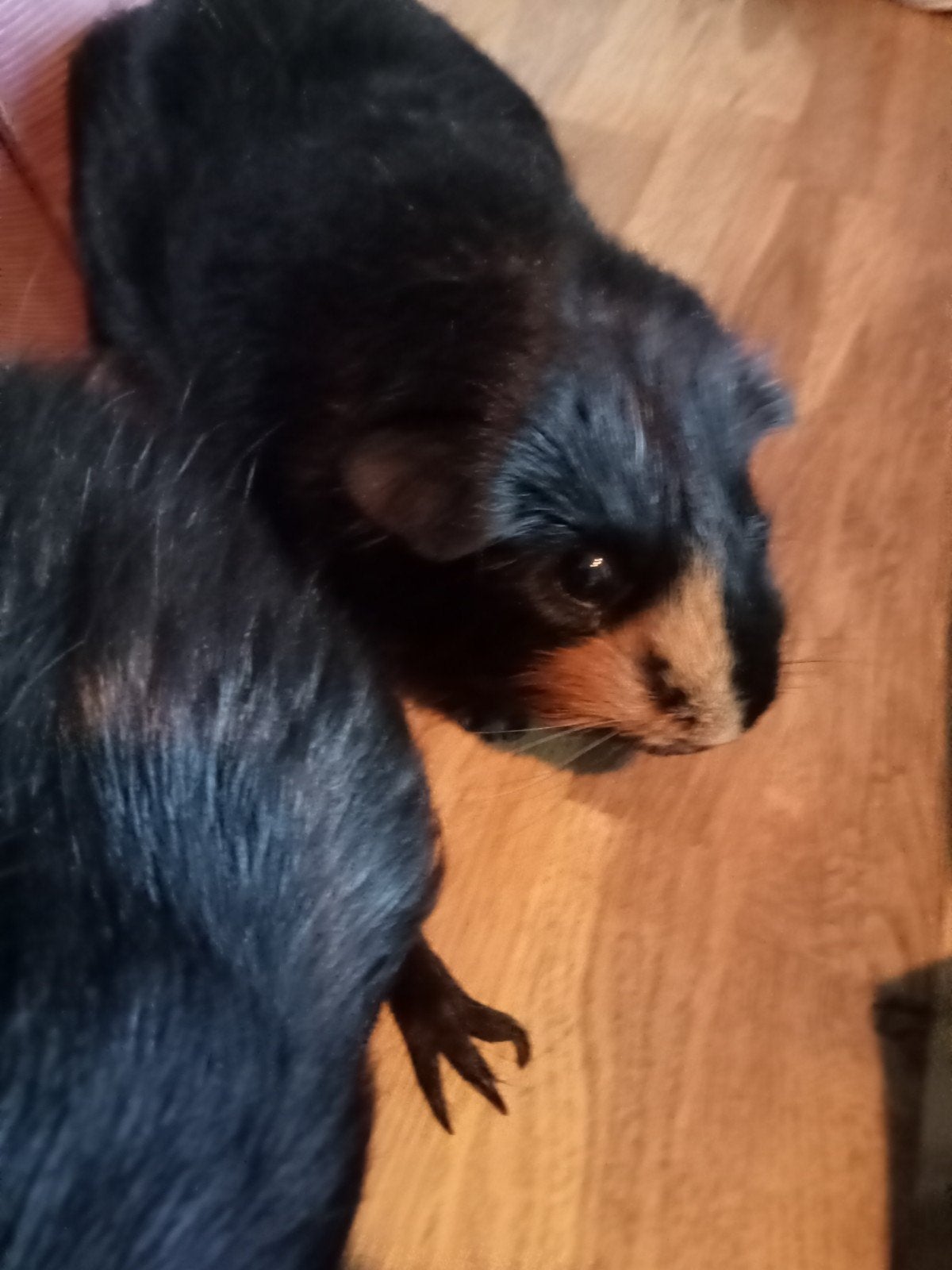 2 cavia's incl.toebehoren, Mei, Mannelijk, Cavia