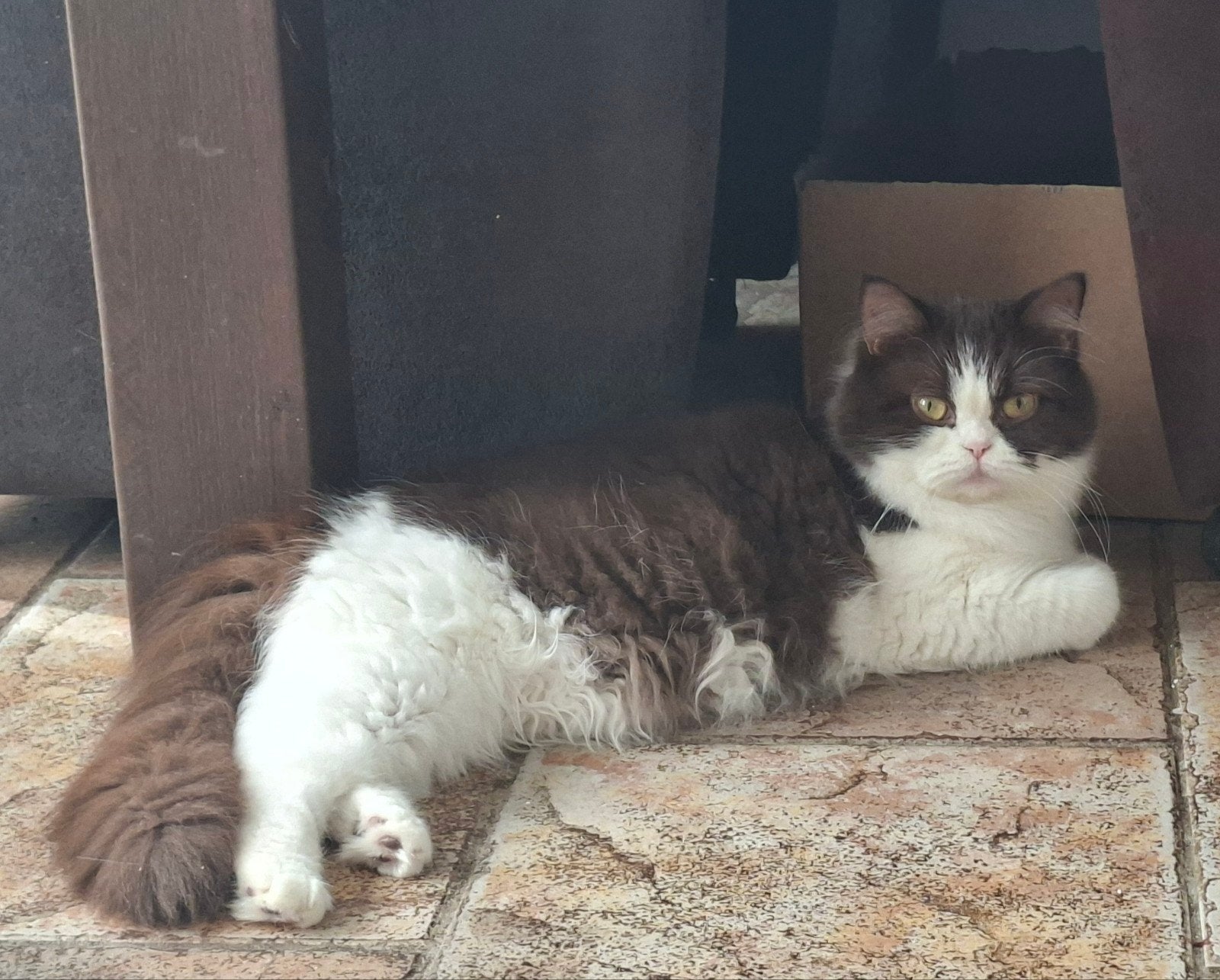 Prachtige Britse langhaar poes chocolate White bicolour, Poes, Gechipt, 0 tot 2 jaar