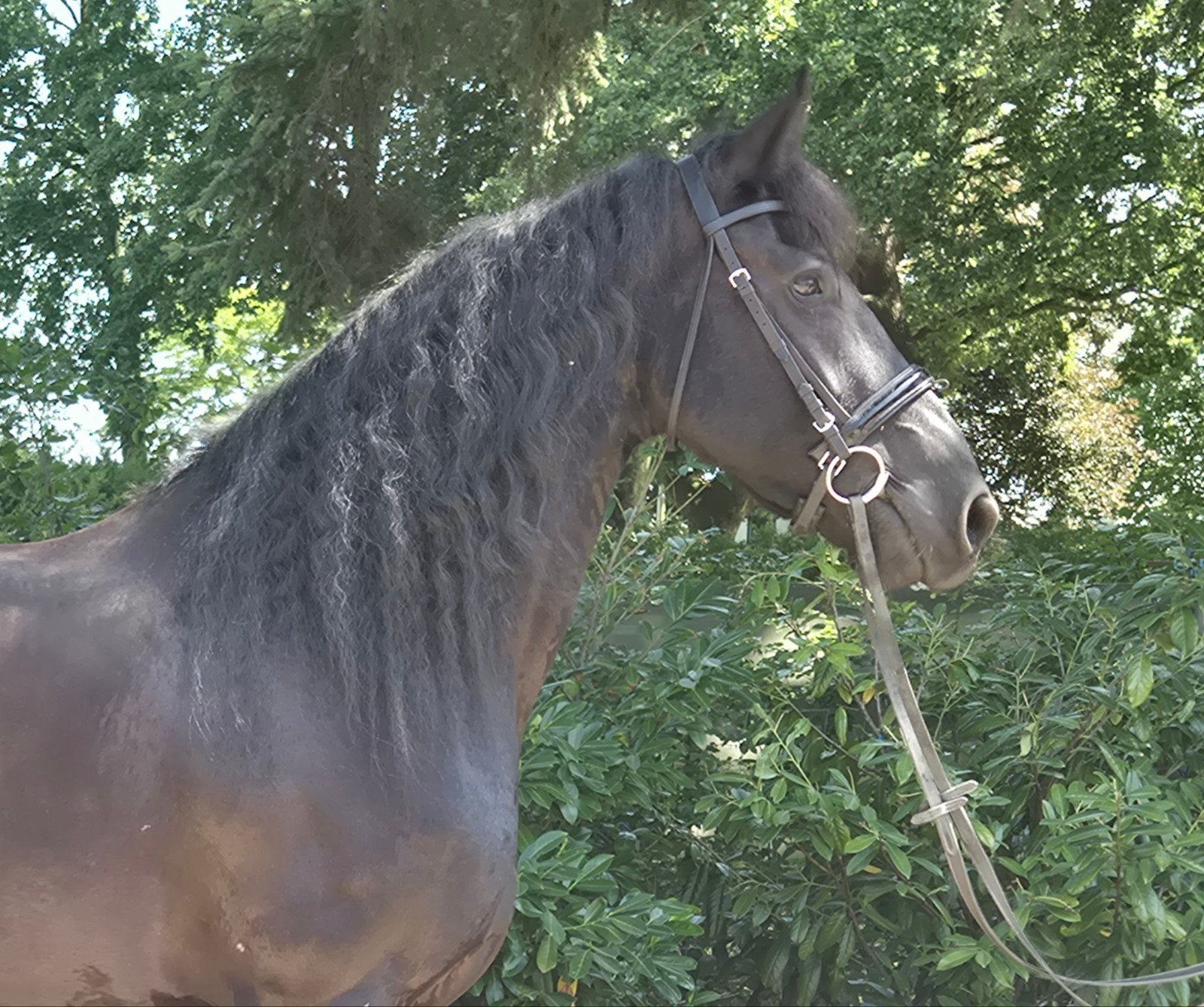 9 jarige drachtige stermerrie te koop nieuwe adv 11 07, Dieren en Toebehoren, Paarden, Minder dan 160 cm, Niet van toepassing