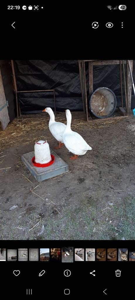 Ganzeneieren, Dieren en Toebehoren, Pluimvee, Meerdere dieren, Kip