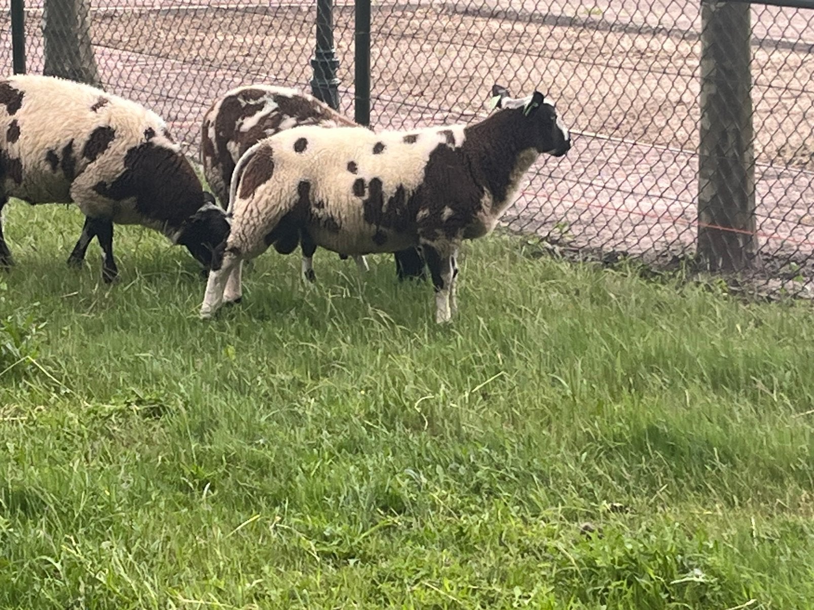 Bonte ooien en ramlammeren, Dieren en Toebehoren, Schapen, Geiten en Varkens, Meerdere dieren, Schaap, 0 tot 2 jaar
