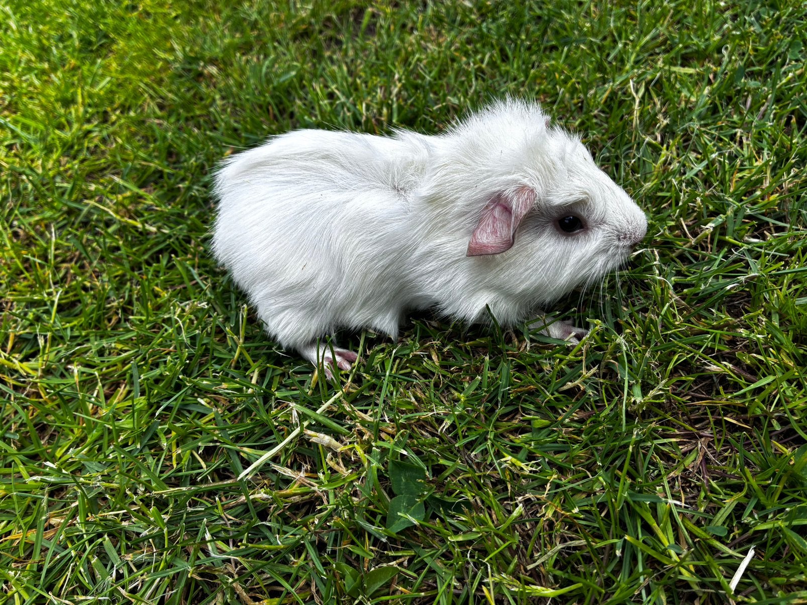 Jonge borstel cavia te koop, Dieren en Toebehoren, Mei, Mannelijk, Cavia