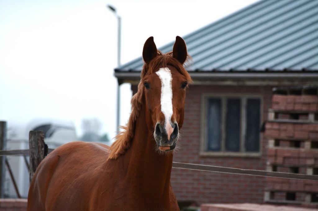 3 jarige ruin met veel potentie, Dieren en Toebehoren, Ruin, Dressuurpaard, 3 tot 6 jaar