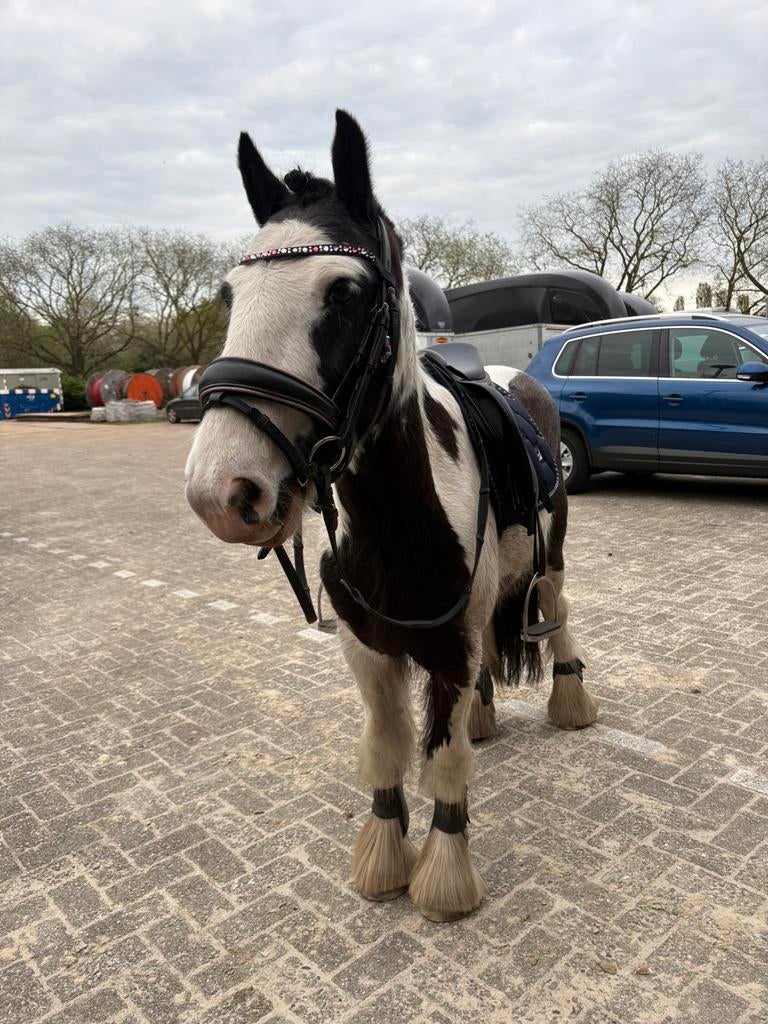 leaser/bijrijder gezocht mini tinker