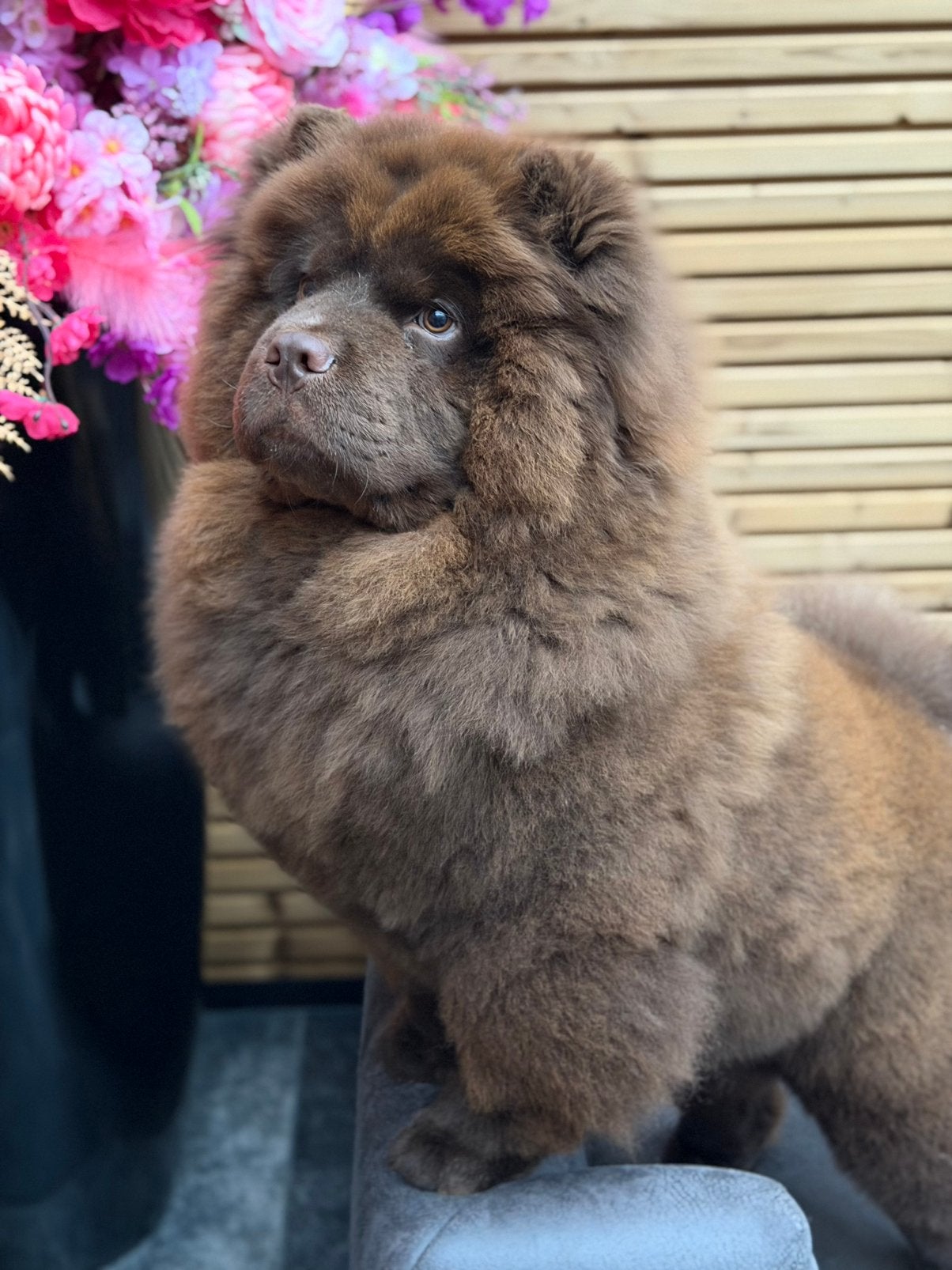 Een Prachtige Exclusieve Donker Choco Chow Chow reu, Dieren en Toebehoren, 8 tot 15 weken, Eén hond, CDV (hondenziekte), Nederland