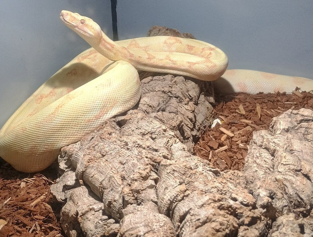 Boa constrictor, Dieren en Toebehoren, Slang, Tam, 3 tot 6 jaar