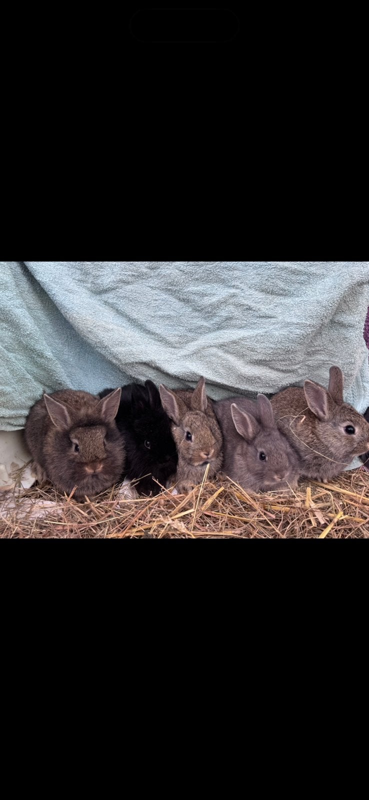 Lieve jonge konijntjes !, Dieren en Toebehoren, Mannelijk, Klein, 0 tot 2 jaar