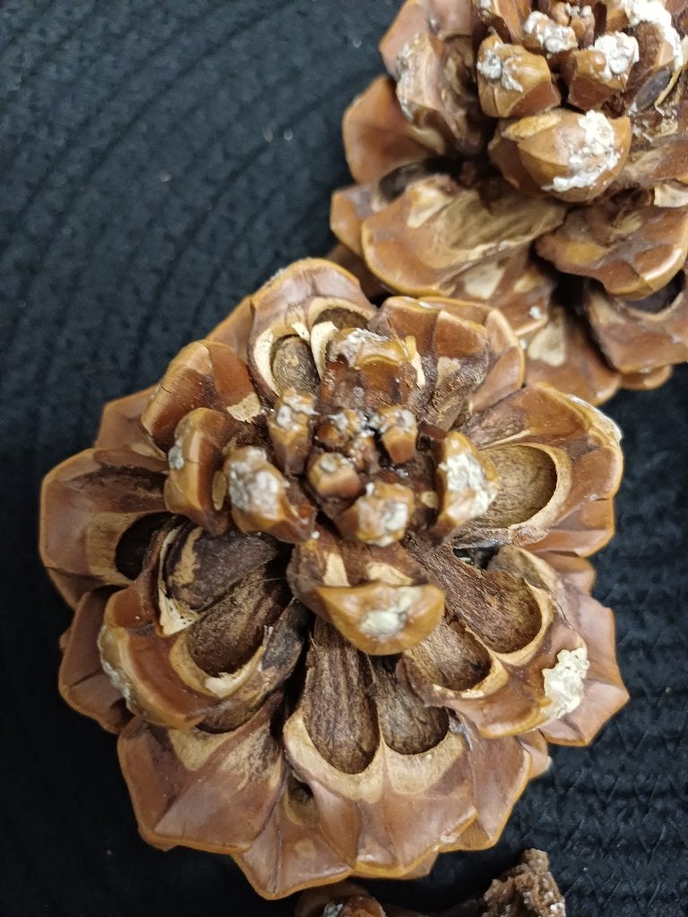 Pinus pinea of parasol-den dennenappels uit Zuid Frankrijk., Ophalen of Verzenden, Nieuw