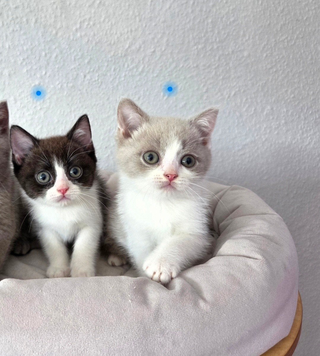 Britse korthaar kittens stamboom lilac blue white black, Meerdere dieren, Met stamboom, 0 tot 2 jaar