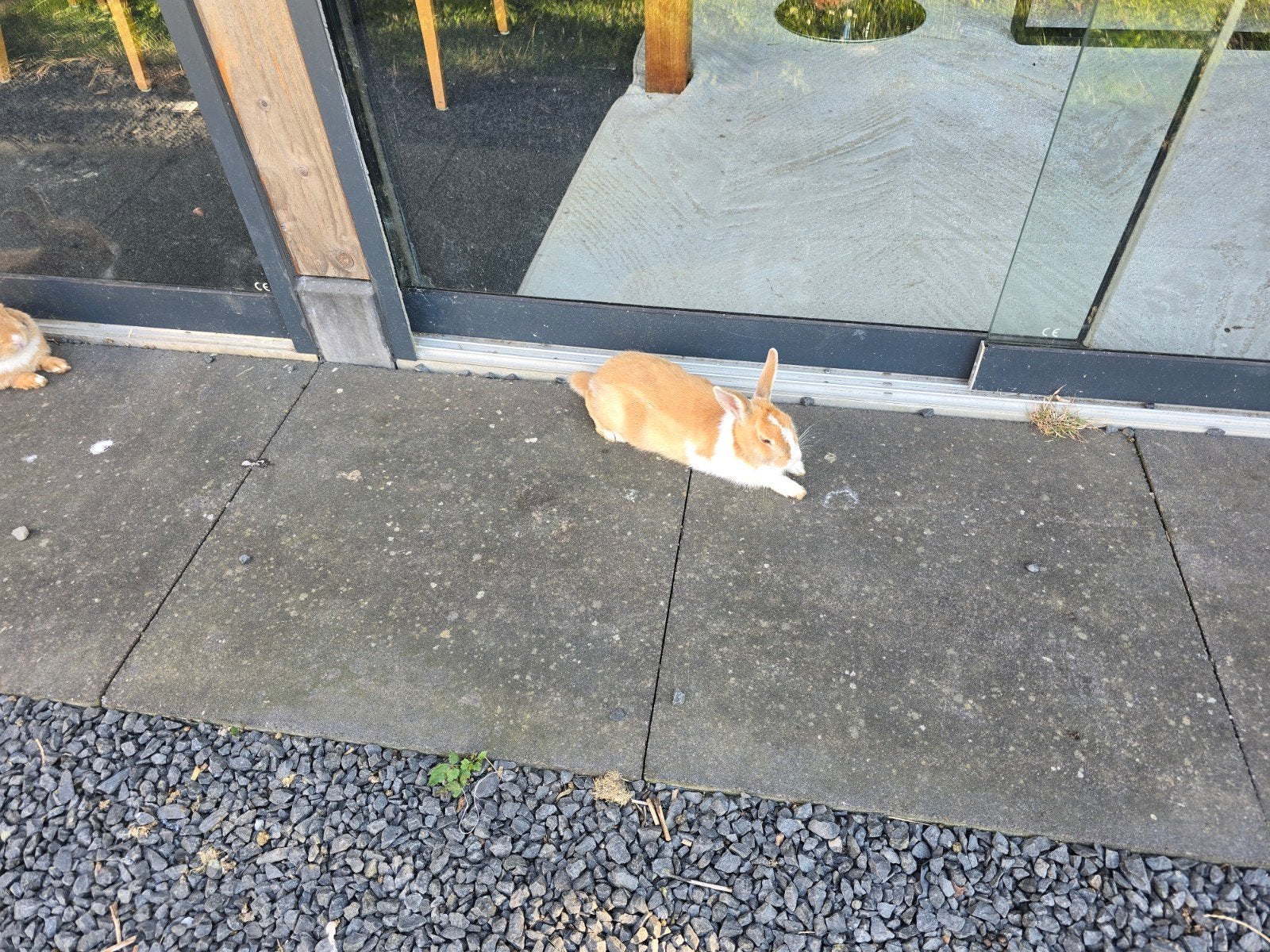 Rabbits, Dieren en Toebehoren, Mannelijk, Dwerg
