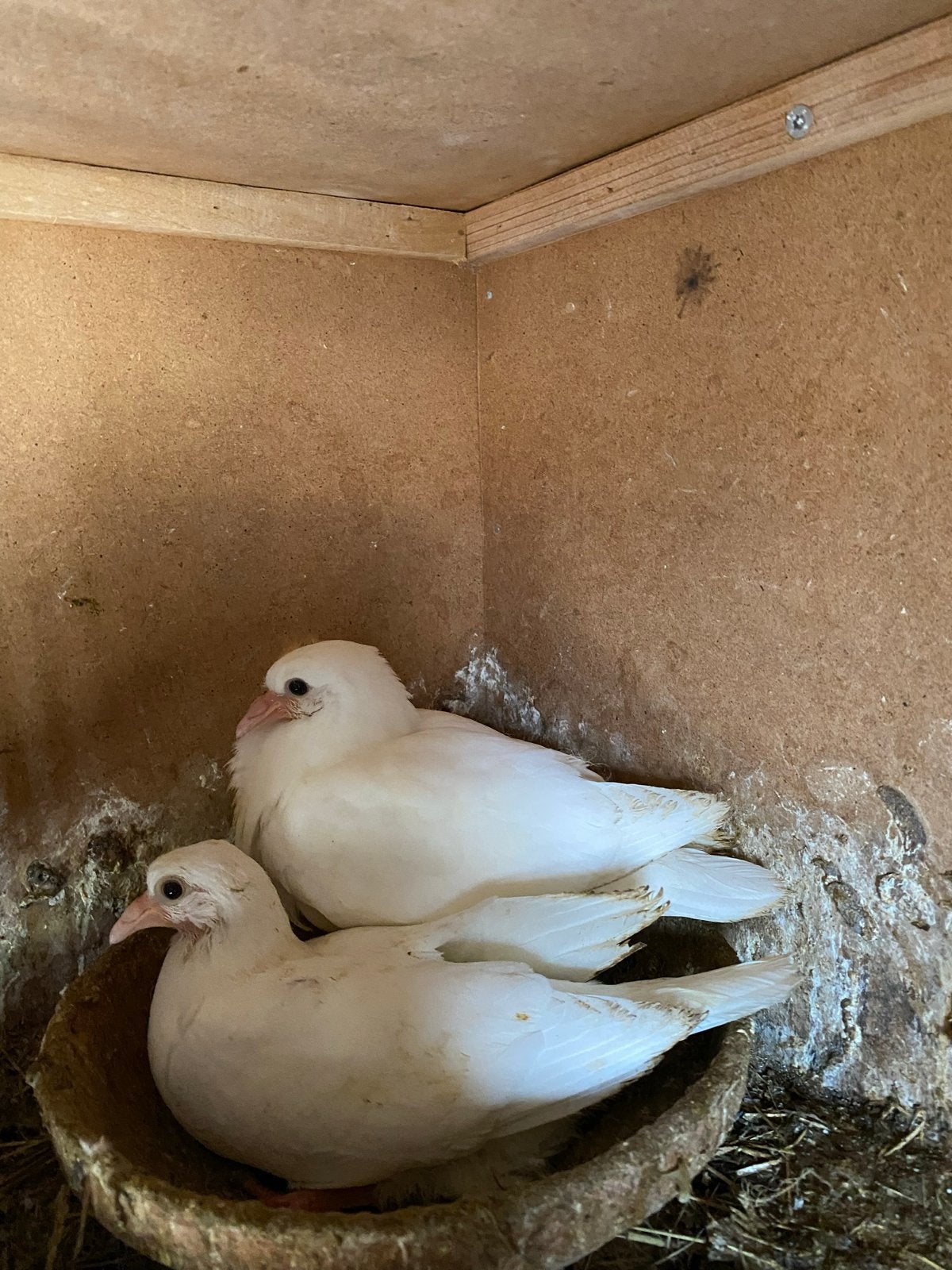 Te koop witte postduiven jogen, Dieren en Toebehoren, Vogels | Duiven, Meerdere dieren, Postduif