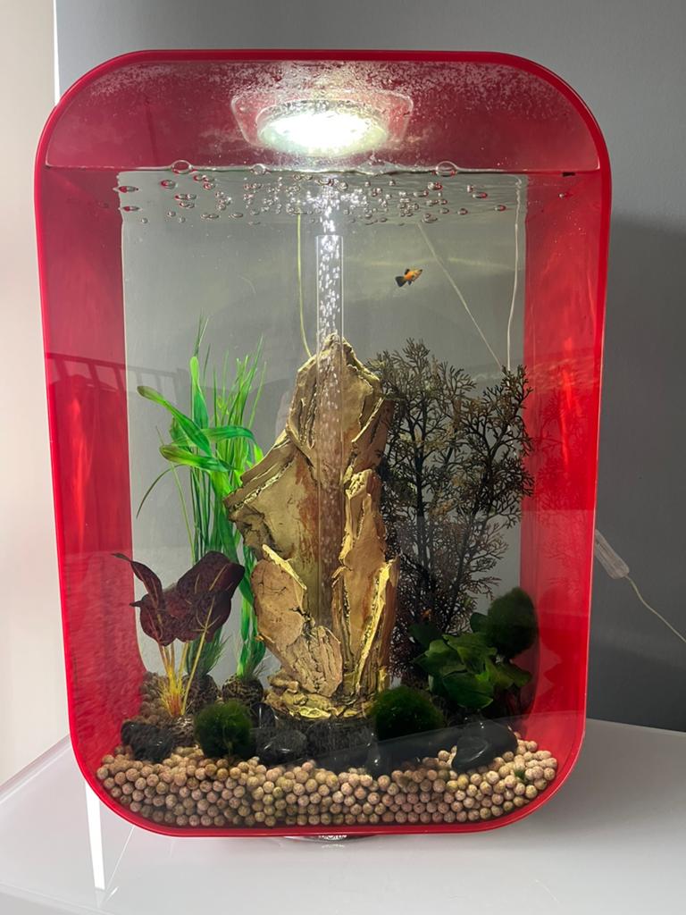 Biorb aquarium 60 liter, Dieren en Toebehoren, Ophalen, Gebruikt, Overige merken, Gevuld zoetwateraquarium
