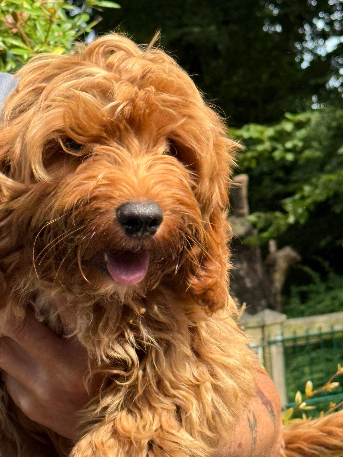 Lieve middelgrote Doodles (Maltipoo) geschikt bij allergie, Poedel, Parvo, Nederland, 8 tot 15 weken