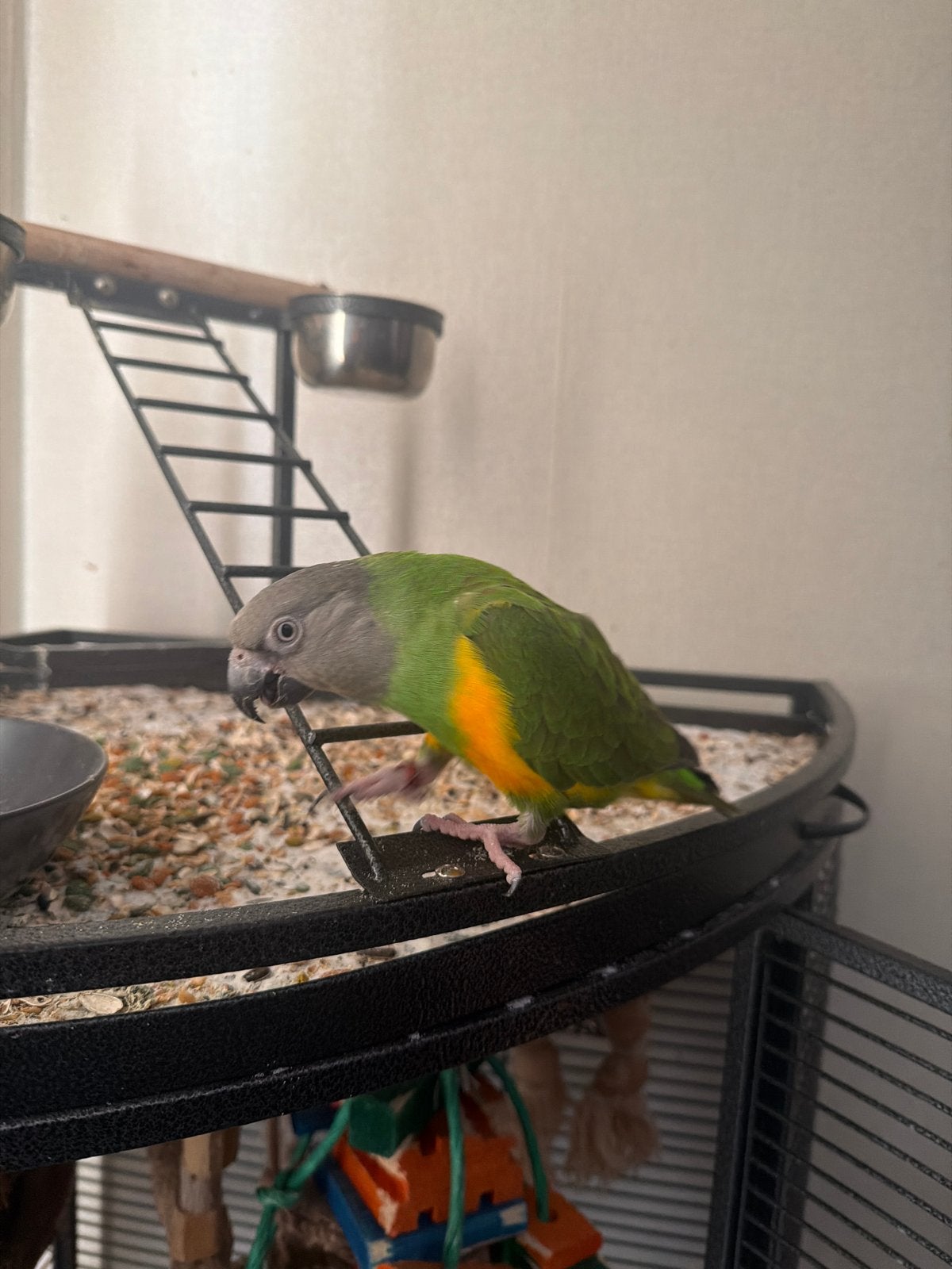 Bonte boertje superlief groen, Dieren en Toebehoren, Vrouwelijk, Tropenvogel, Tam