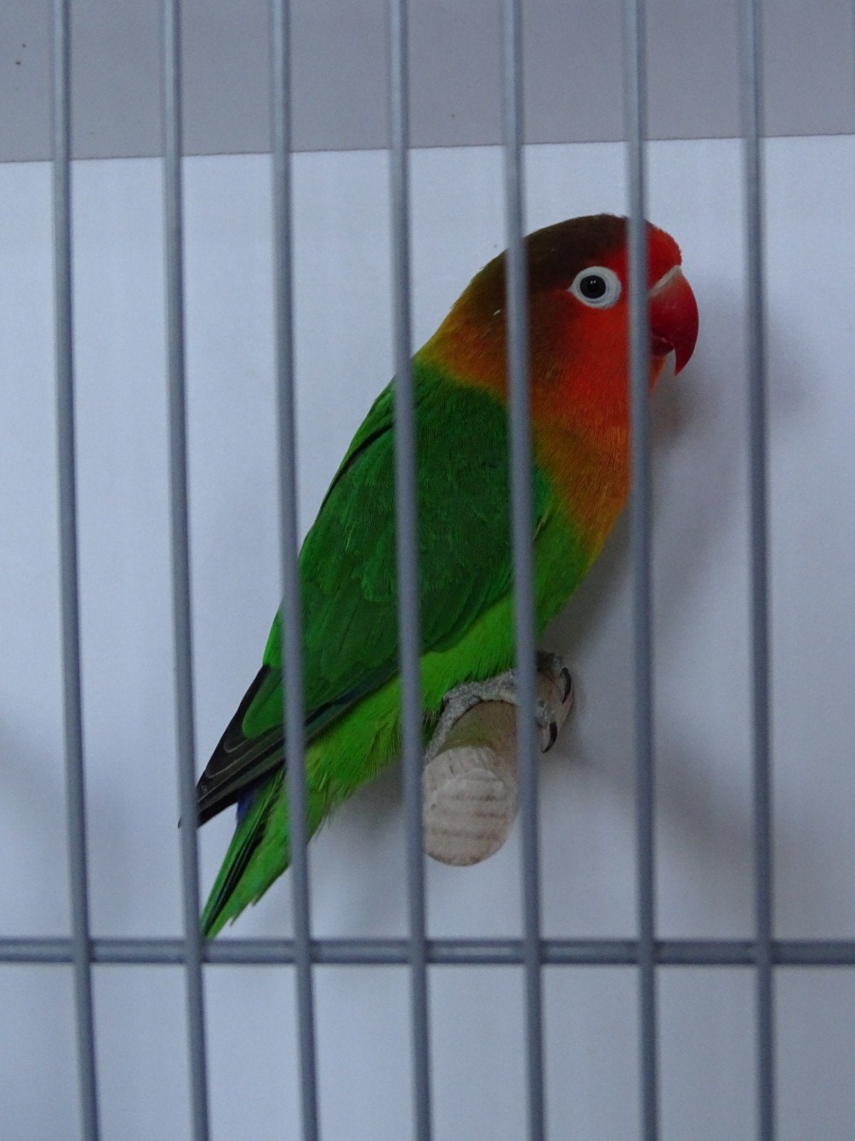 zuivere wildkleur fischeri, Meerdere dieren, Dwergpapegaai of Agapornis, Geringd