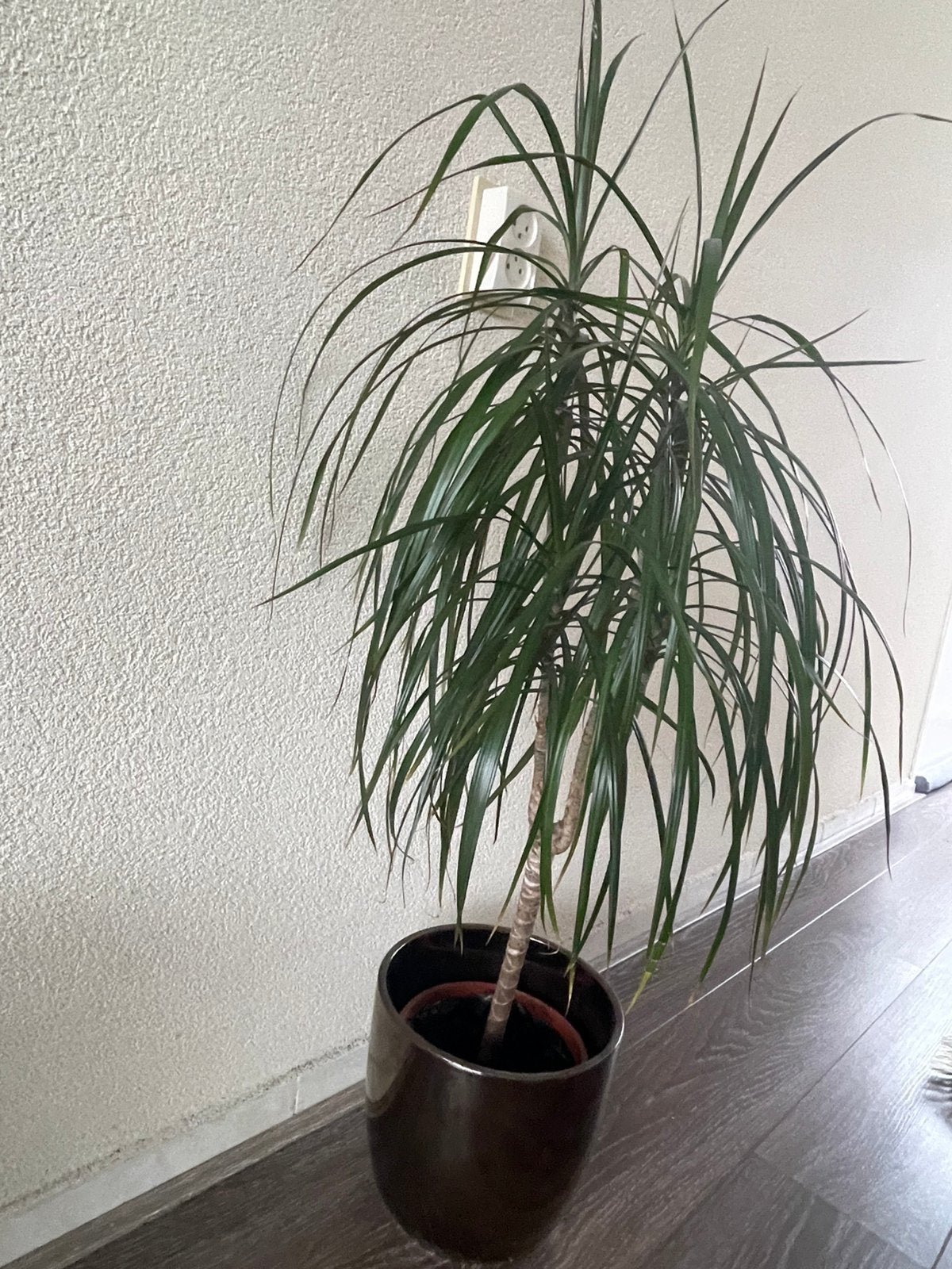 Huiskamer plant, Tuin en Terras, Ophalen, Overige soorten, Volledige schaduw