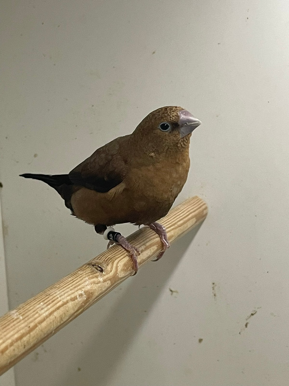 100 % koppel zilverbekjes, Dieren en Toebehoren, Meerdere dieren