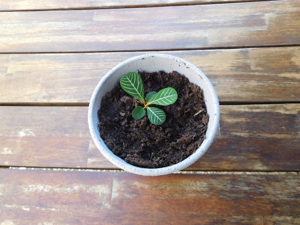 Stekje Madagascar Jewel in sierpot, Huis en Inrichting, Ophalen, Overige soorten, Halfschaduw, Minder dan 100 cm