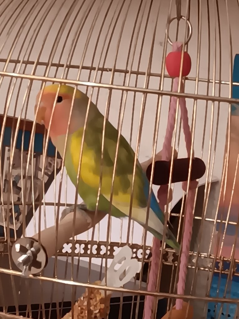 Te koop dwerg papagaai, Dieren en Toebehoren, Vogels | Parkieten en Papegaaien, Vrouwelijk, Dwergpapegaai of Agapornis