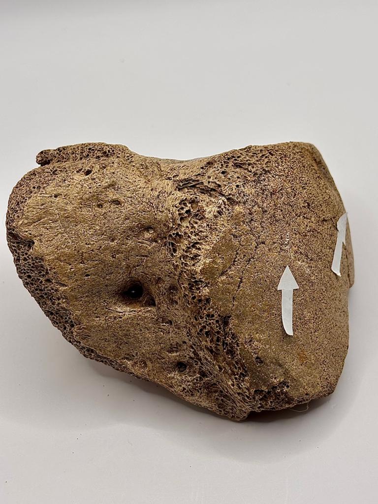 Mammoetbot met vraatsporen, Verzamelen, Mineralen en Fossielen, Ophalen of Verzenden, Fossiel