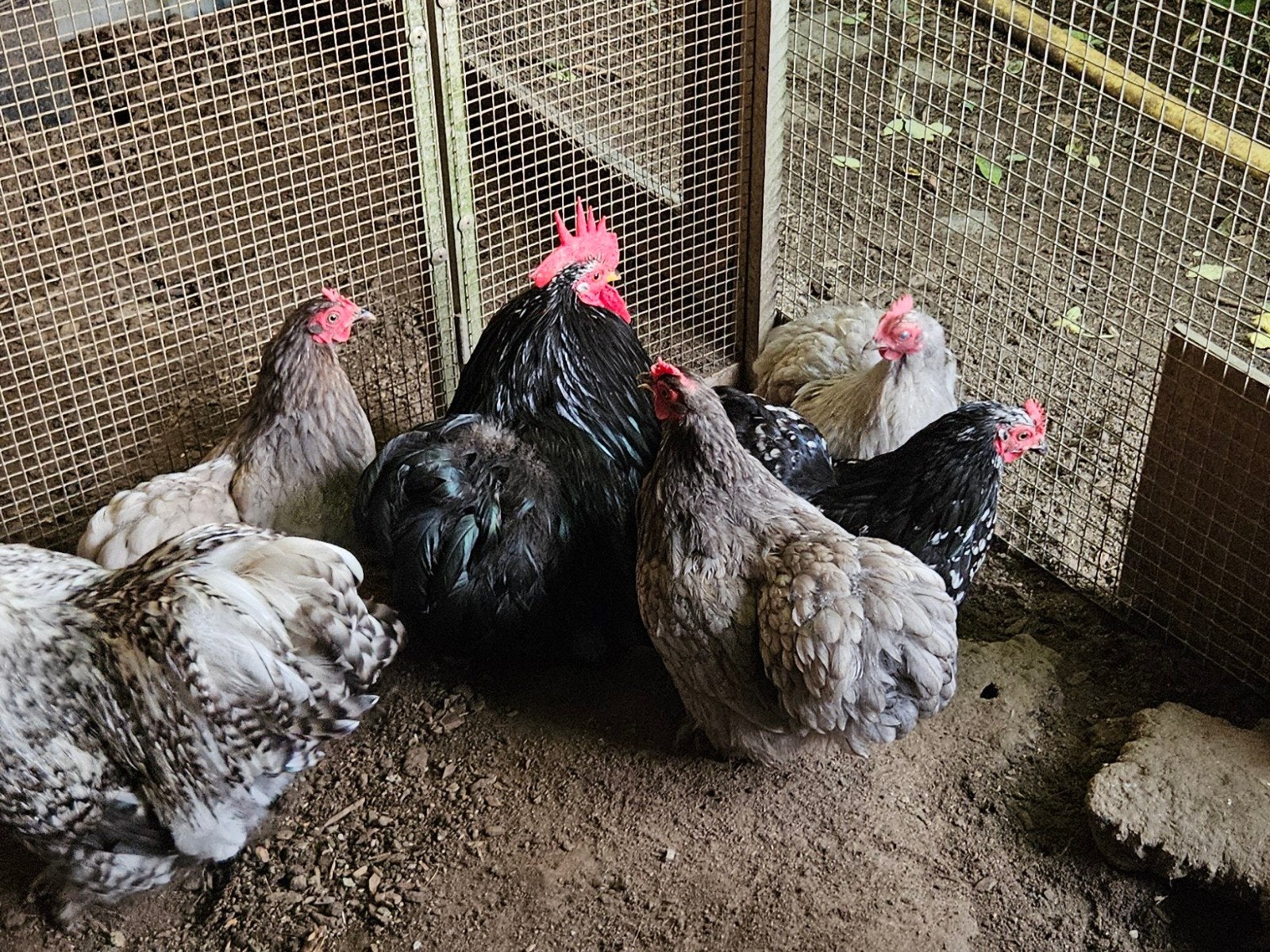 Broedeieren cochinkriel, Geslacht onbekend, Kip