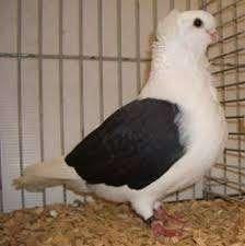 Sierduiven te koop, Dieren en Toebehoren, Meerdere dieren, Overige soorten